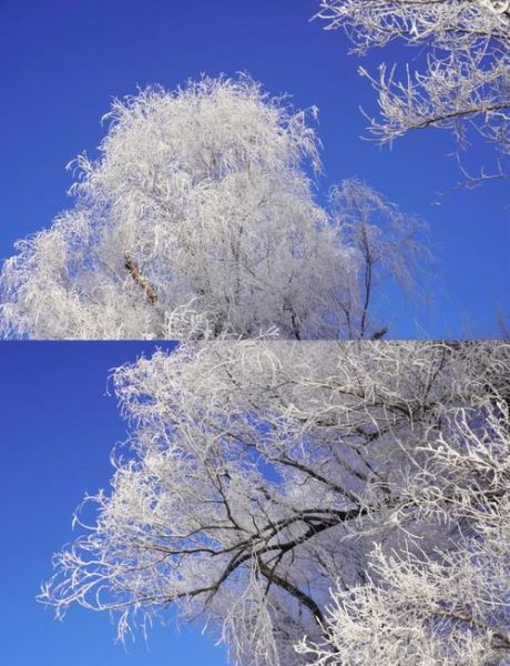 吉林雾凇冰雪节门票价格_吉林雾凇冰雪节最佳观赏时间