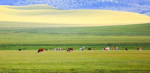锡林郭勒是高原吗_锡林郭勒草原海拔多少米