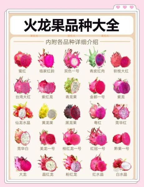 高原火龙果怎么种_高原火龙果营养价值