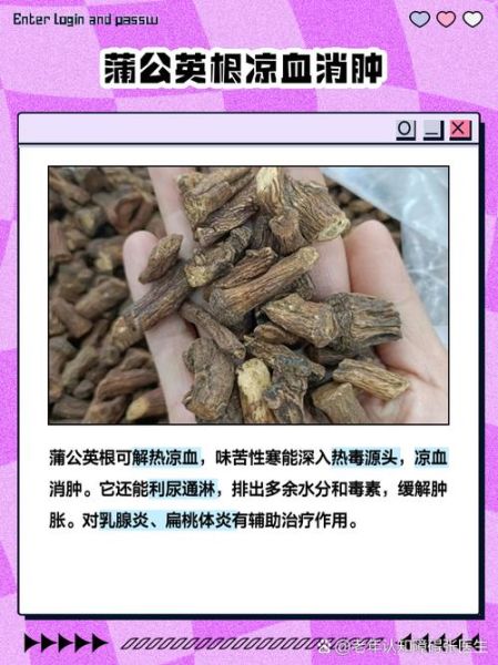 高原蒲公英的功效与作用_高原蒲公英怎么吃