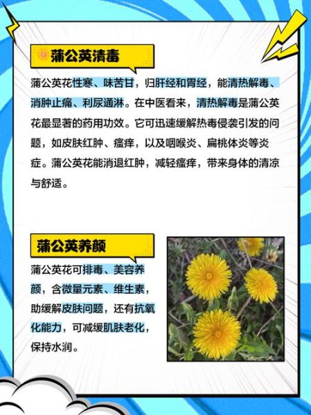 高原蒲公英的功效与作用_高原蒲公英怎么吃