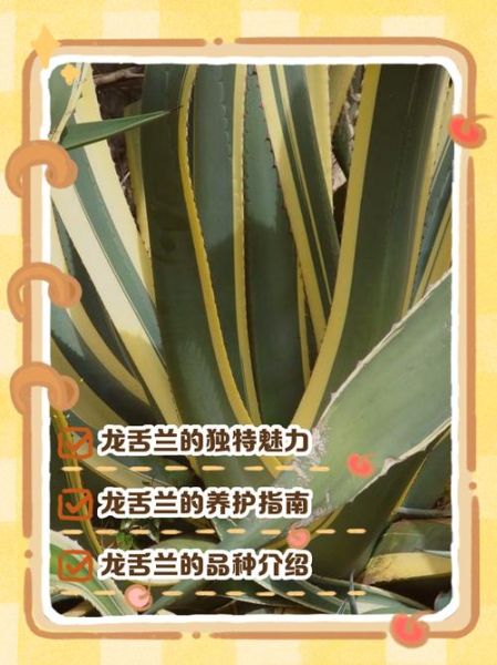 龙舌兰高原在哪里_龙舌兰高原7是什么