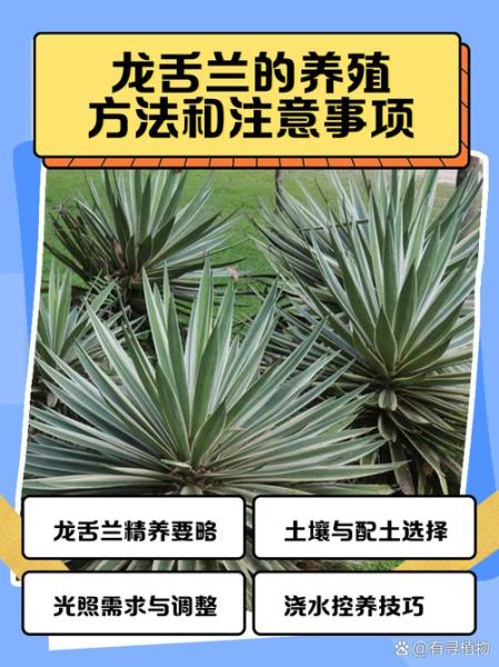 龙舌兰高原在哪里_龙舌兰高原7是什么