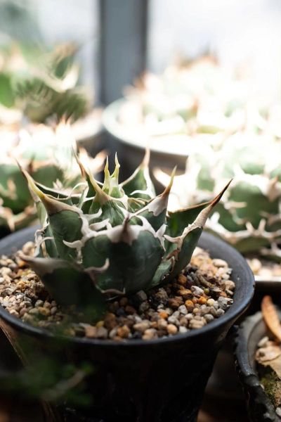 龙舌兰高原在哪里_龙舌兰高原7是什么