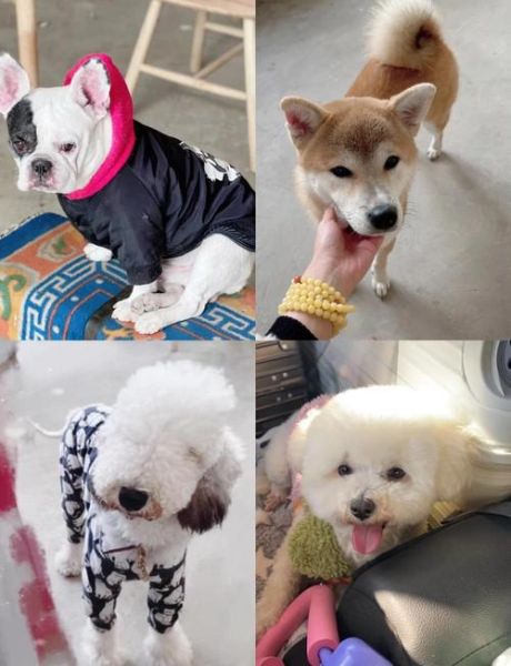 高原狗会不会高反_高原狗适应海拔方法