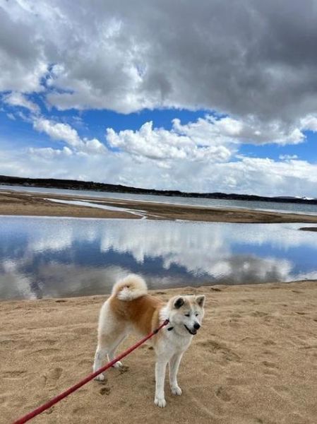 高原狗会不会高反_高原狗适应海拔方法