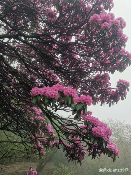 高原杜鹃花的花语是什么_高原杜鹃花适合种在哪
