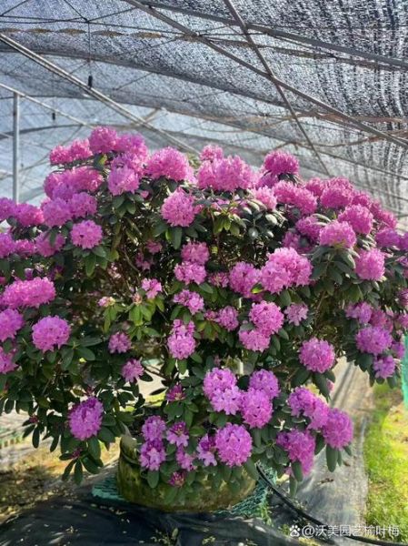 高原杜鹃花的花语是什么_高原杜鹃花适合种在哪