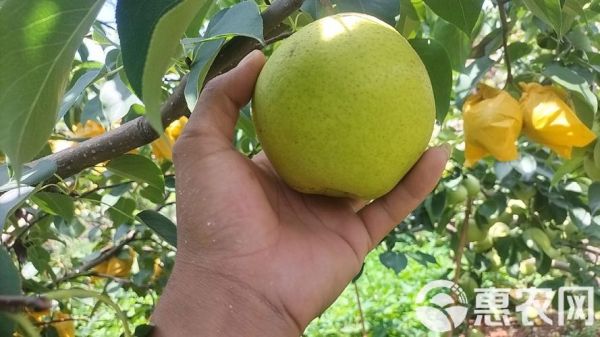 泸西高原梨好吃吗_泸西高原梨什么时候成熟