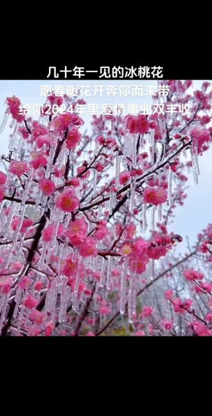 冰雪桃花什么时候开花_冰雪桃花耐寒多少度