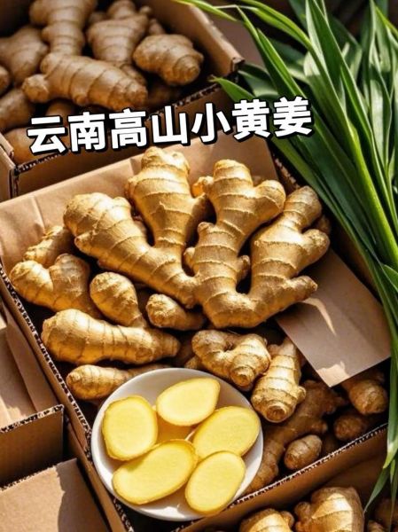 小高原金金是什么_小高原金金的功效与作用