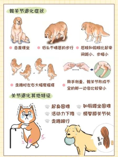 犬高原反应症状_如何预防狗狗高反