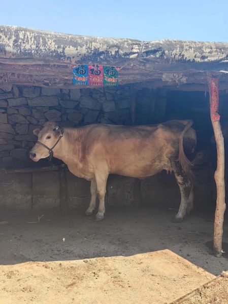 圣洁冰雪儿是什么_圣洁冰雪儿怎么用