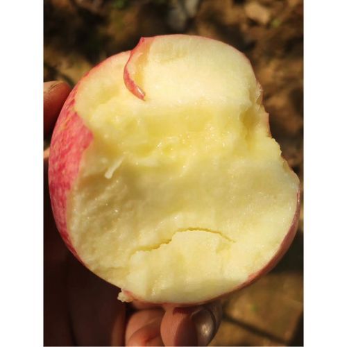 高原水晶富士是什么_高原水晶富士好吃吗