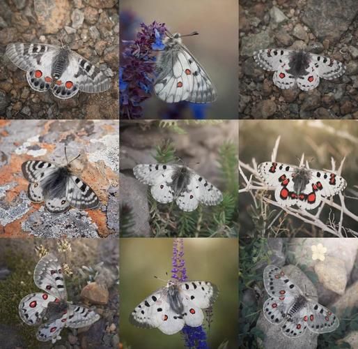 高原蝴蝶有哪些_高原蝴蝶怎么生存