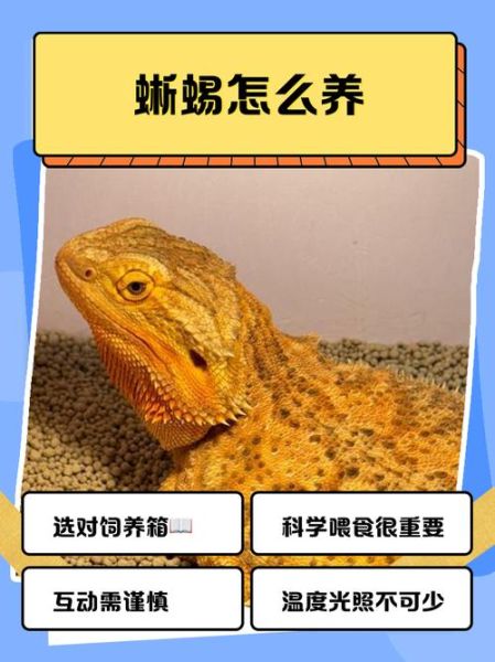 蜥蜴户外怎么养_蜥蜴户外会跑丢吗